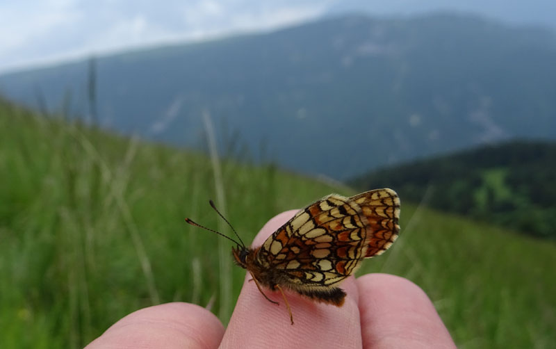 malridotta e da determinare........